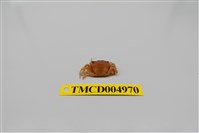 藏品(平背蜞)的圖片